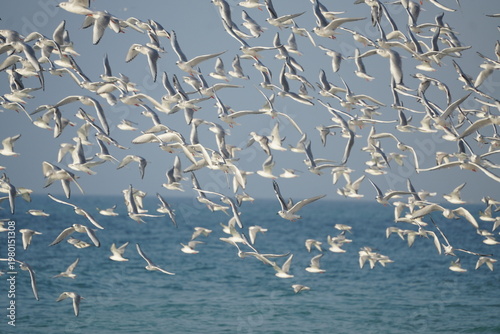 Hundreds of birds flying together in a dynamic flock across the open sky.