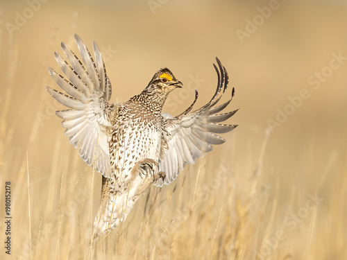 Foto Sharp-tailed Grouse (Tympanuchus phasianellus), Craig Colorado in flight