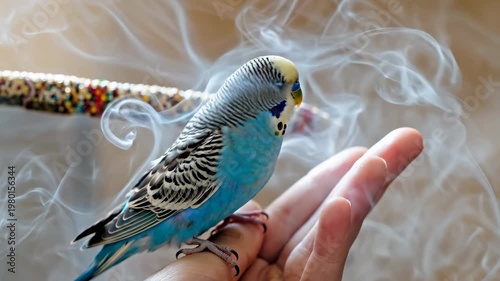 A beautiful blue parakeet perched on a hand with smoke in the background.