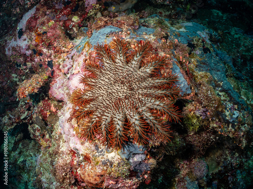 Bild auf Leinwand A crown-of-thorns starfish, a large predatory sea star, is shown feeding on coral in this underwater image