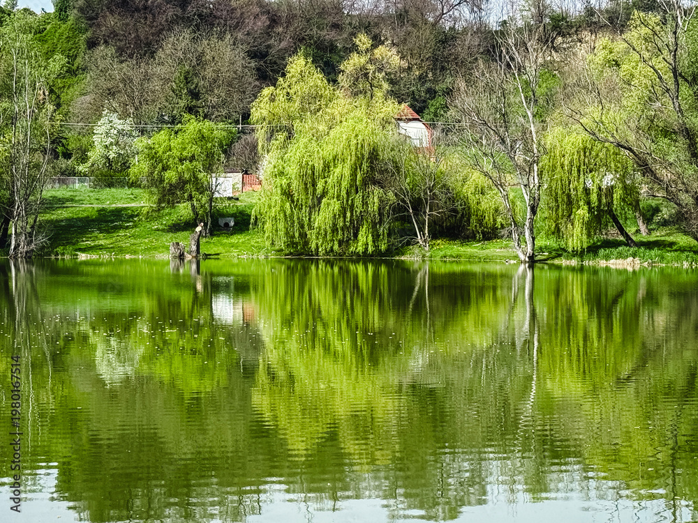 Fototapeta premium Spring lakeside landscape with willow trees reflections