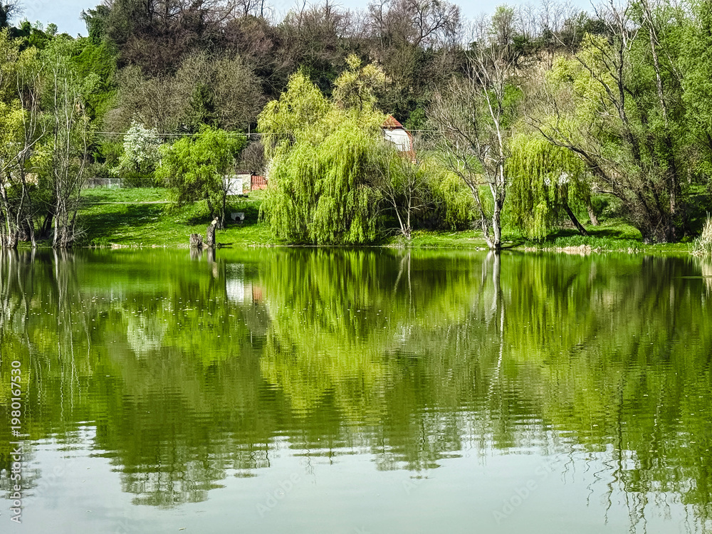 Obraz premium Spring lakeside landscape with willow trees reflections