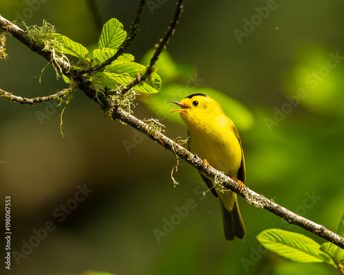 Wilson's Warbler (Cardellina pusilla) is a Spring migrant in Western Oregon,