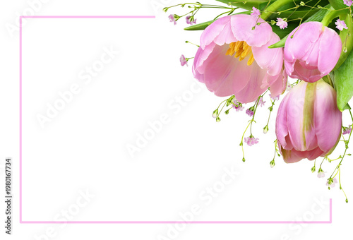Pink tulip flowers and gyps...