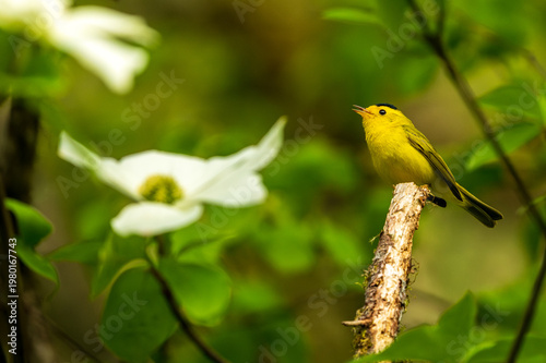 Wilson's Warbler (Cardellina pusilla) and Pacific Dogwood (Cornus nuttallii). Oregon