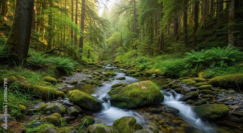 Lush Forest Stream with Moss Covered Rocks and Ferns