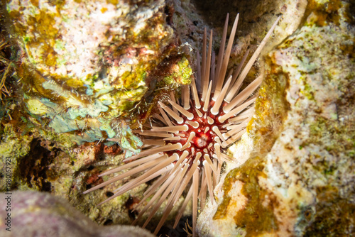 Foto A close-up shot shows a red sea urchin nestled in a crevice of a rock, its spines radiating outwards for protection