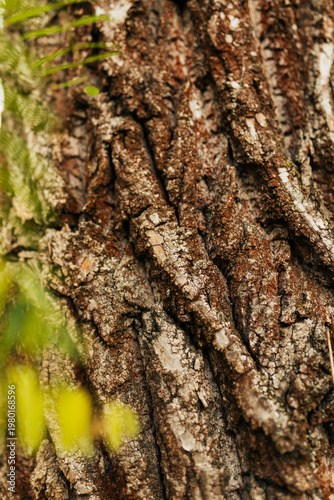 Detailed bark surface with strong texture and natural lines