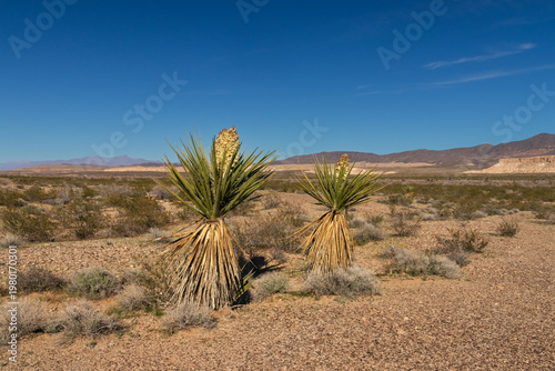 Tableau sur toile Yucca plant in full bloom in the Mojave desert