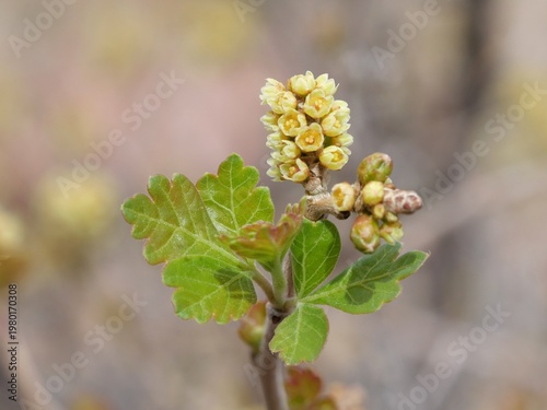 Fotografie Close-Up of Skunkbush Sumac (Rhus trilobata) Yellow Flowers and New Leaves in So
