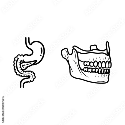Anatomical line art of human digestive organs stomach intestine and dental jaw