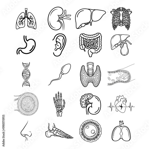 Collection of Human Organ and Body Part Illustrations for Medical and Educational Use