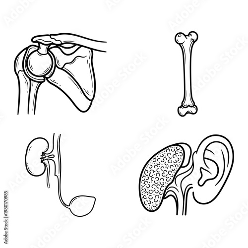 Detailed Human Anatomy Diagrams for Medical Education and Scientific Study