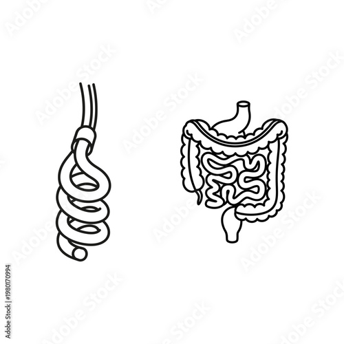 Medical illustration of the human digestive system and a tangled rope