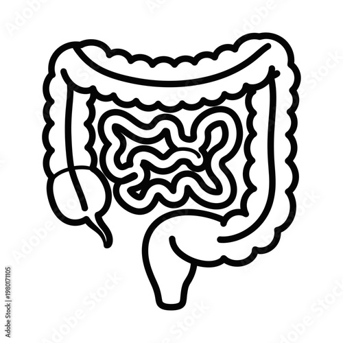 Illustration of the human digestive system's large and small intestines
