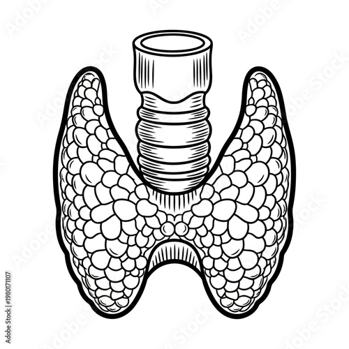 Illustration of the human thyroid gland and trachea anatomy