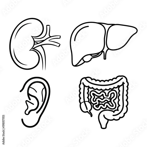 Set of human internal organ icons for medical and anatomical representation