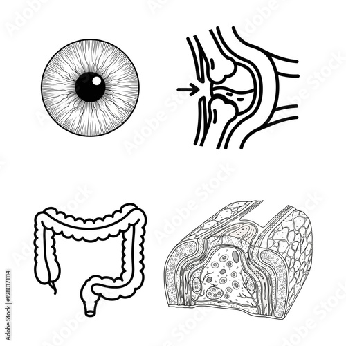 Collection of Medical Illustrations Eye, Intestine, Joint, and Skin Layers