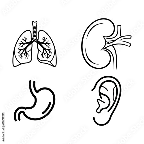 Set of Human Body Organs and Anatomy Illustrations on White Background