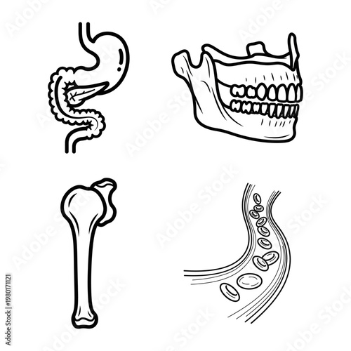 Collection of Human Anatomy Illustrations Stomach, Jaw, Bone, and Bloodstream