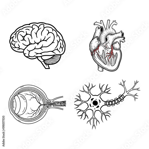 Human Body Anatomy Brain, Heart, Eye, and Neuron Illustrations