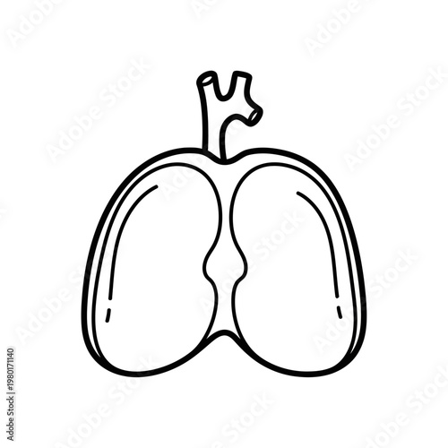 Lungs Illustration - A Simple Line Drawing of the Human Respiratory System
