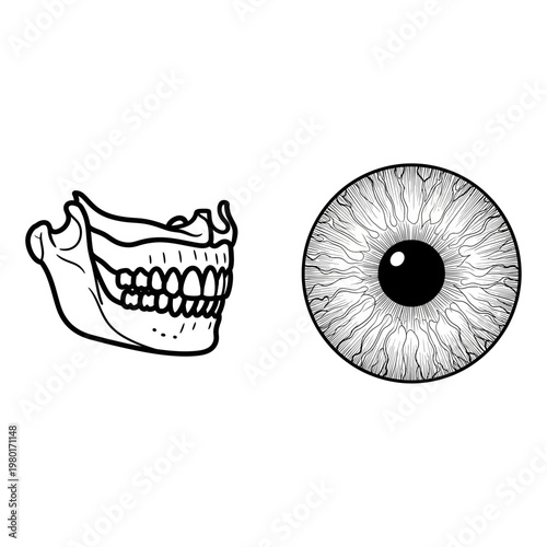 Anatomical Diagrams Jawbone and Eyeball Structures