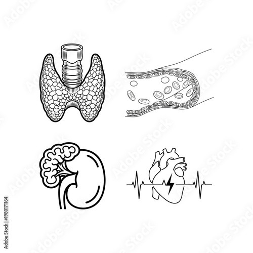 Medical Organ Icons Kidney, Thyroid, Blood Vessel, and Heartbeat