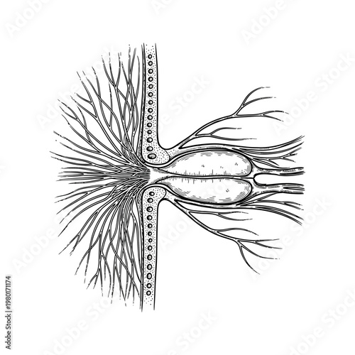 Detailed scientific illustration of nerve cells and neural pathways