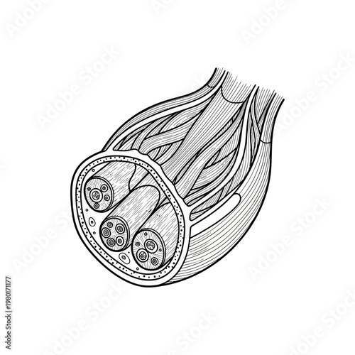Anatomical Illustration of a Nerve Bundle with Myelinated Axons and Connective Tissue