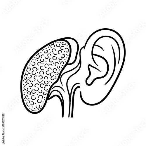 Human Ear Anatomy Representation and Inner Ear Structure Diagram