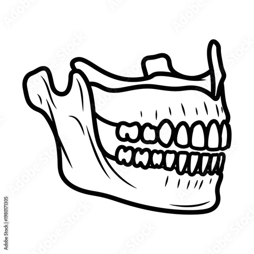 Human jawbone with teeth, representing dental health and anatomy illustration