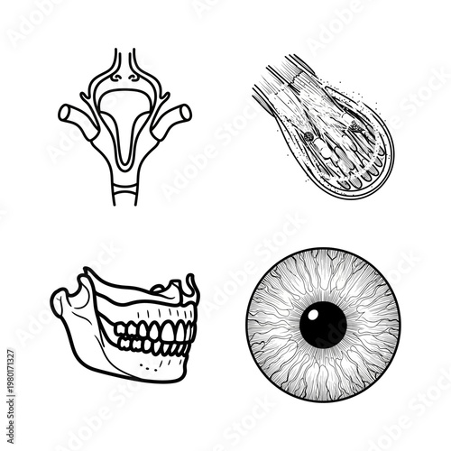 Anatomy Of The Human Body A Collection Of Medical Illustrations