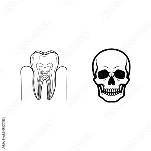Dental anatomy and human skull illustration, healthcare concept