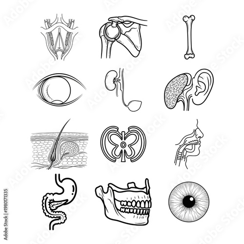 Collection of Human Anatomy Medical Illustrations Organs and Body Parts Diagrams