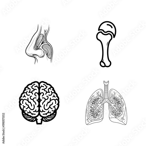 Illustrative Collection of Essential Human Anatomy for Study