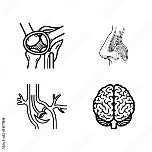 Essential human biological systems and anatomical structures