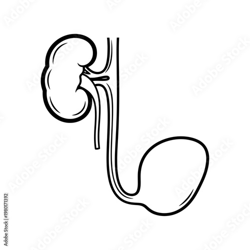 Human Urinary System Anatomy - Kidney and Bladder Illustration