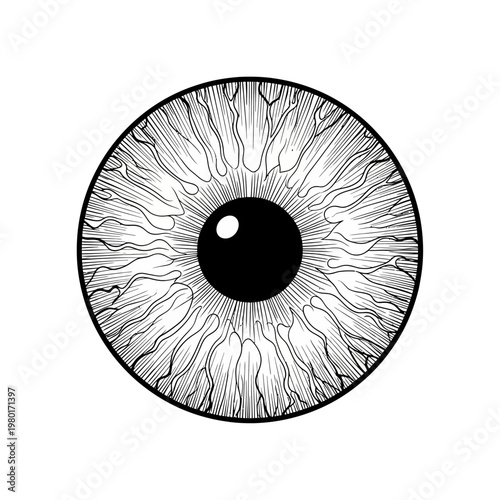 Anatomical Illustration of a Human Eye Close Up Detail