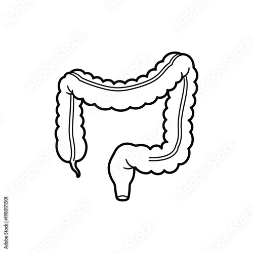 Large Intestine Anatomy Illustration - Human Digestive System