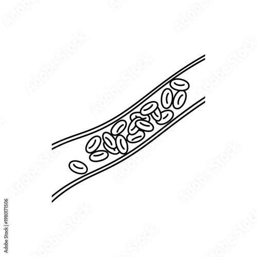 Red Blood Cells Flowing Through A Vein Illustration