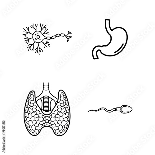 Anatomical illustrations of a neuron, stomach, thyroid, and sperm cell