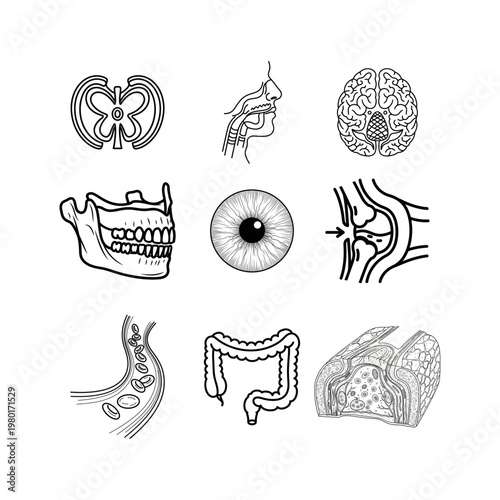 Anatomy Illustrations of Human Organs and Body Parts in a Medical Science Context