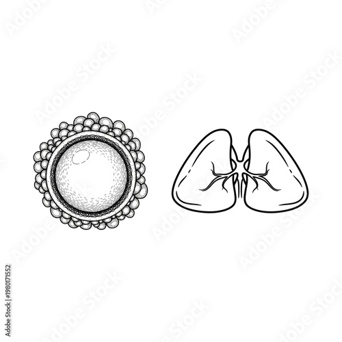 Illustration of a human egg cell and a pair of lungs on a white background