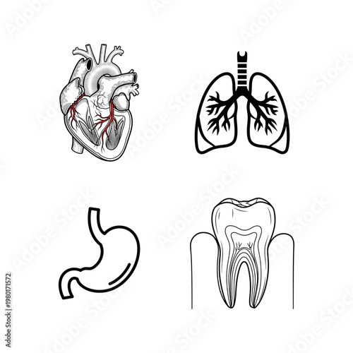 Medical Anatomy Icons Heart, Lungs, Stomach, and Tooth Illustrations