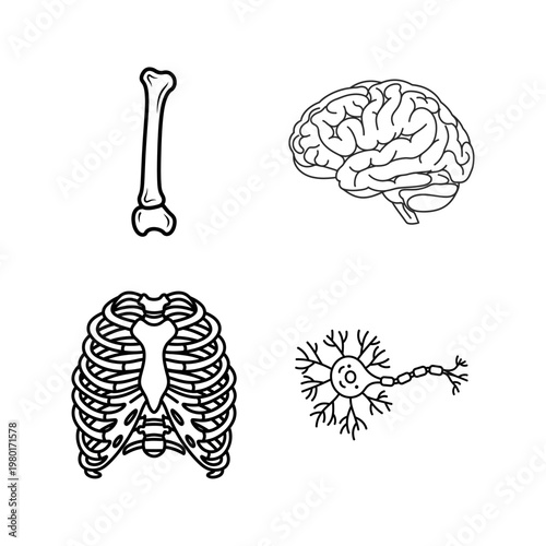 Anatomy Icons Bone, Brain, Rib Cage, and Neuron - Medical Illustration