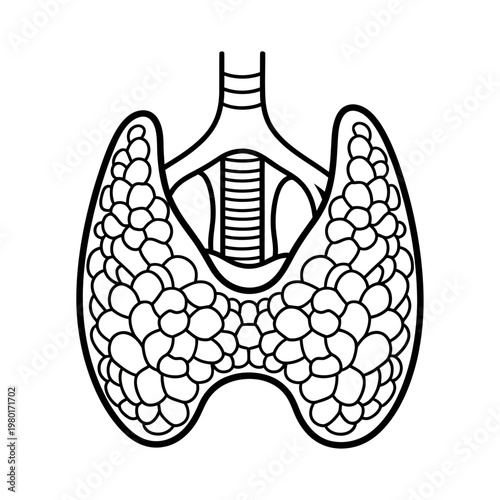 Illustration of a Human Thyroid Gland and Trachea in Outline Style
