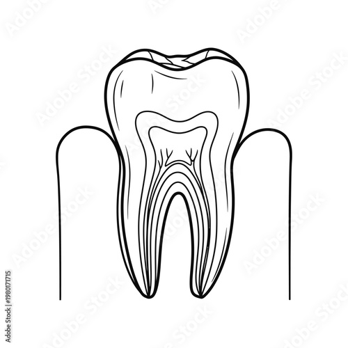 Illustration of a healthy human molar tooth cross-section with roots