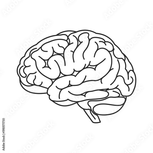 Anatomical Illustration of a Human Brain with Detailed Gyri and Sulci