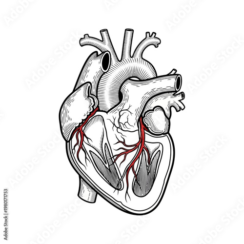 Anatomical Illustration of the Human Heart with Coronary Arteries